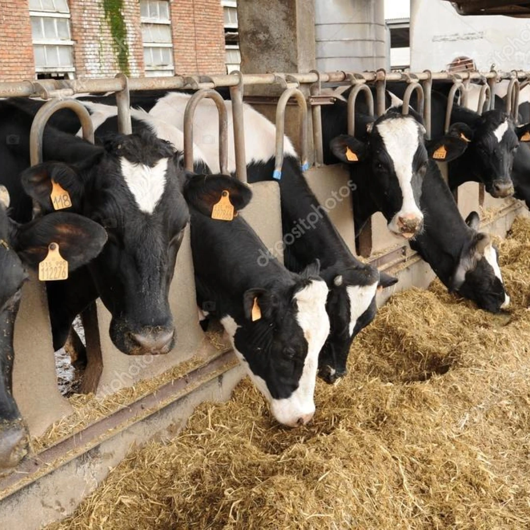 CATTLE (LIVE ANIMALS)